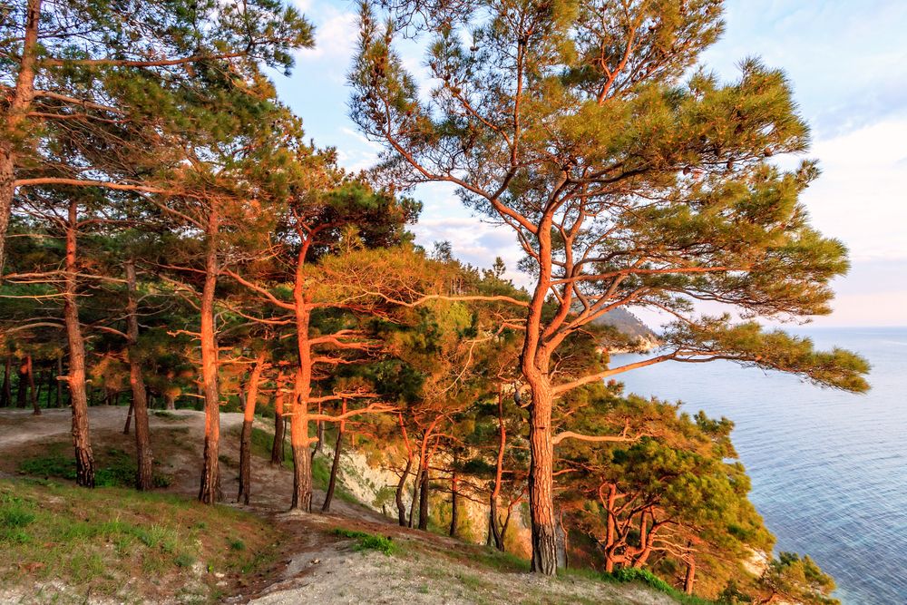 Another natural attraction of Gelendzhik is Dzhankhotsky pine forest
